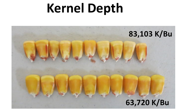 The Value of In-Season Nitrogen Use | AgWeb